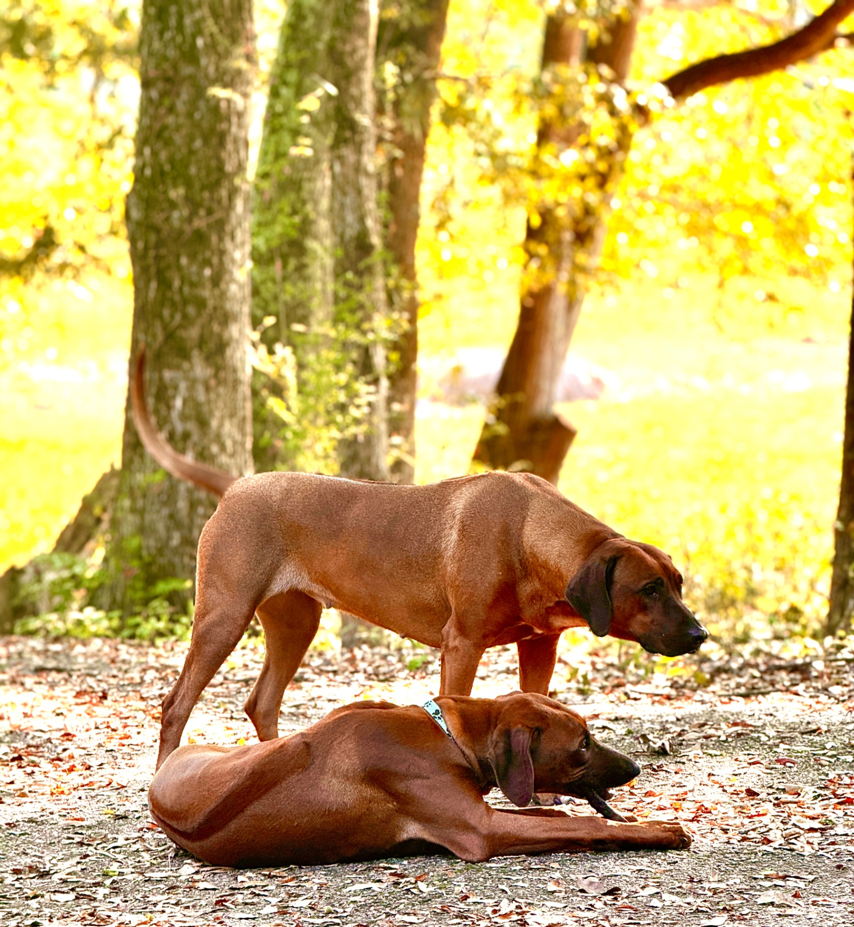 Delilah and Samson together among autumn foliage