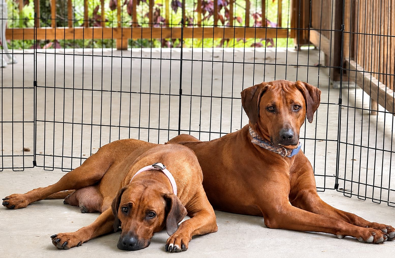Delilah and Samson resting side by side