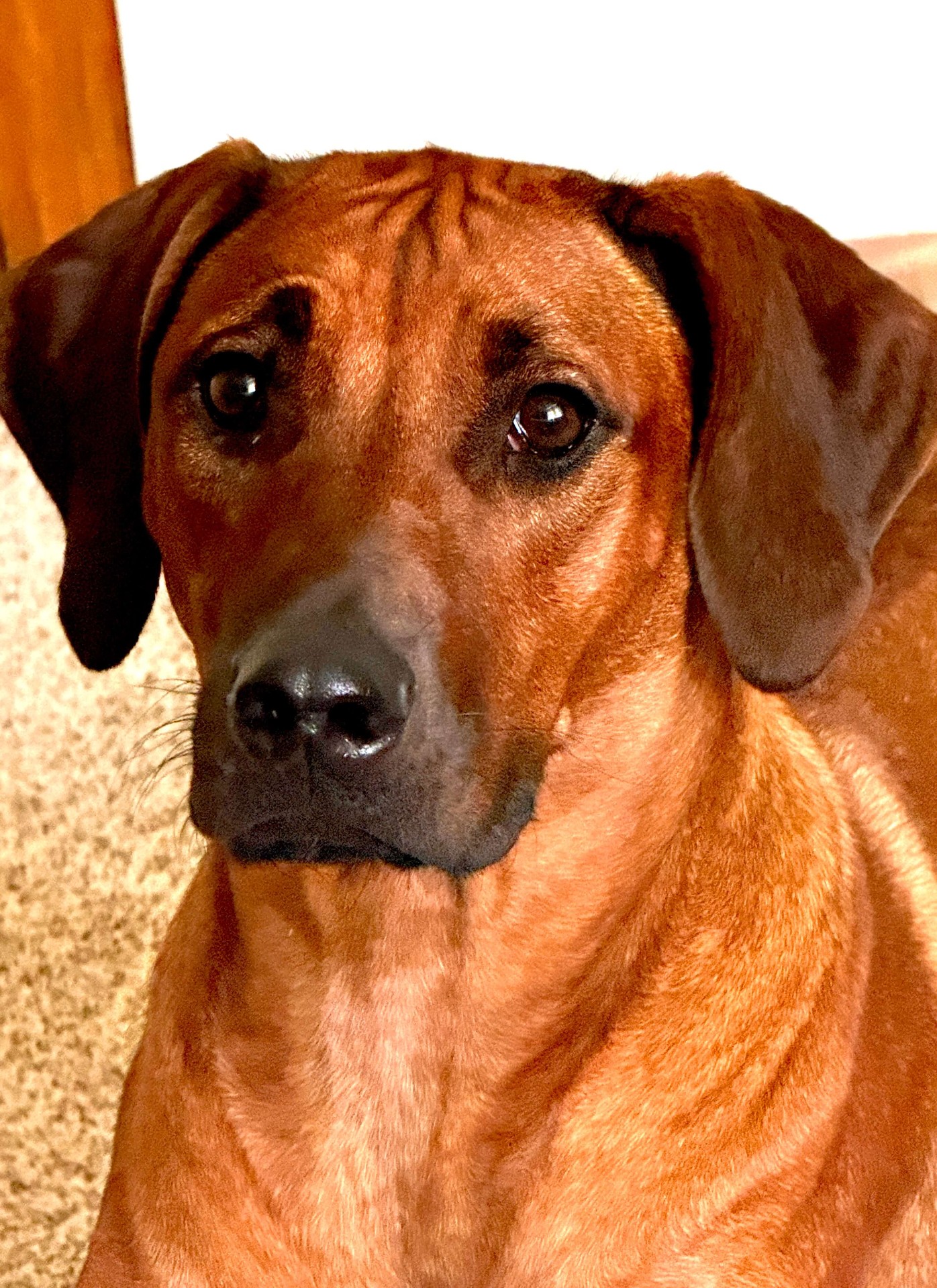 Delilah portrait